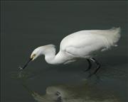 SNOWY EGRET WITH FISH